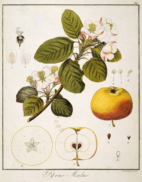 Apfel/Radierung Guimpel od Friedrich Guimpel