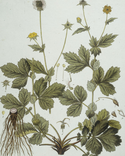 Avens / Etching by Guimpel od Friedrich Guimpel