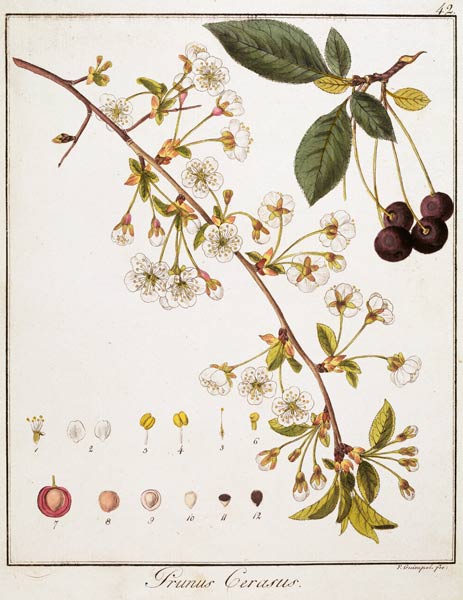 Cherry / Etching by Guimpel od Friedrich Guimpel