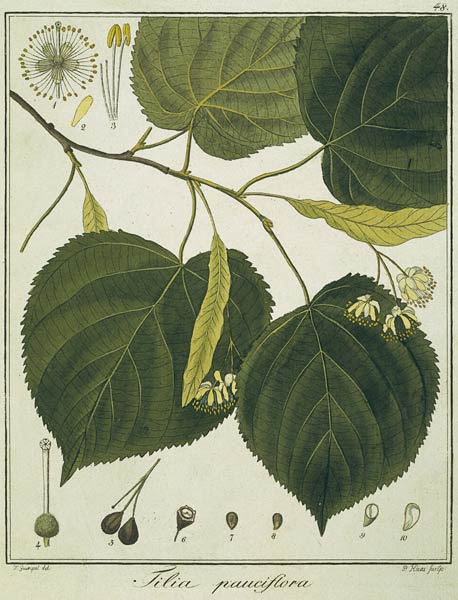 Linde (Tilia pauciflora)/Radierung Haas od Friedrich Guimpel