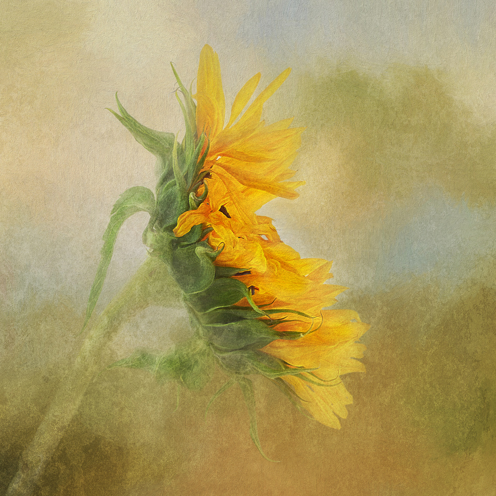 Fading Sunflower od Gaille Gray