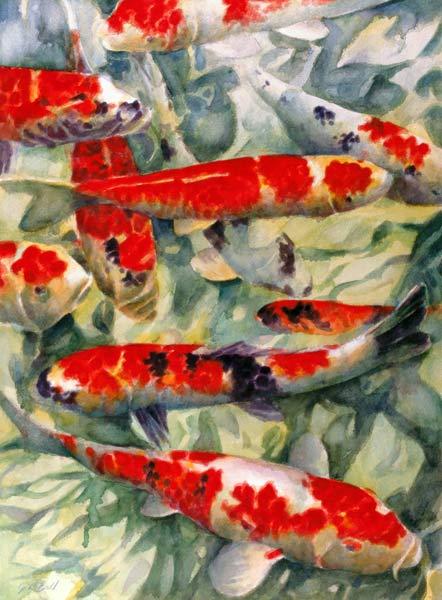 Koi Carp 