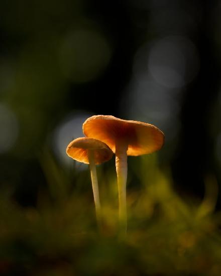 Glowing Mushrooms