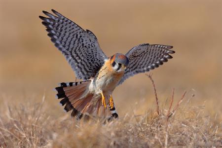 American Kestrel