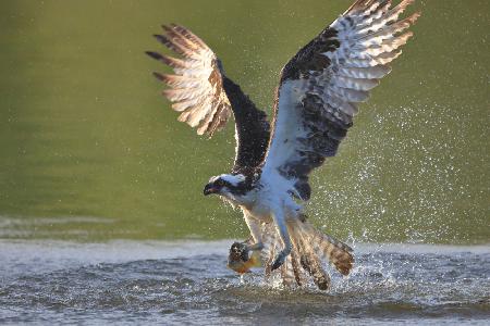 Osprey in hunting