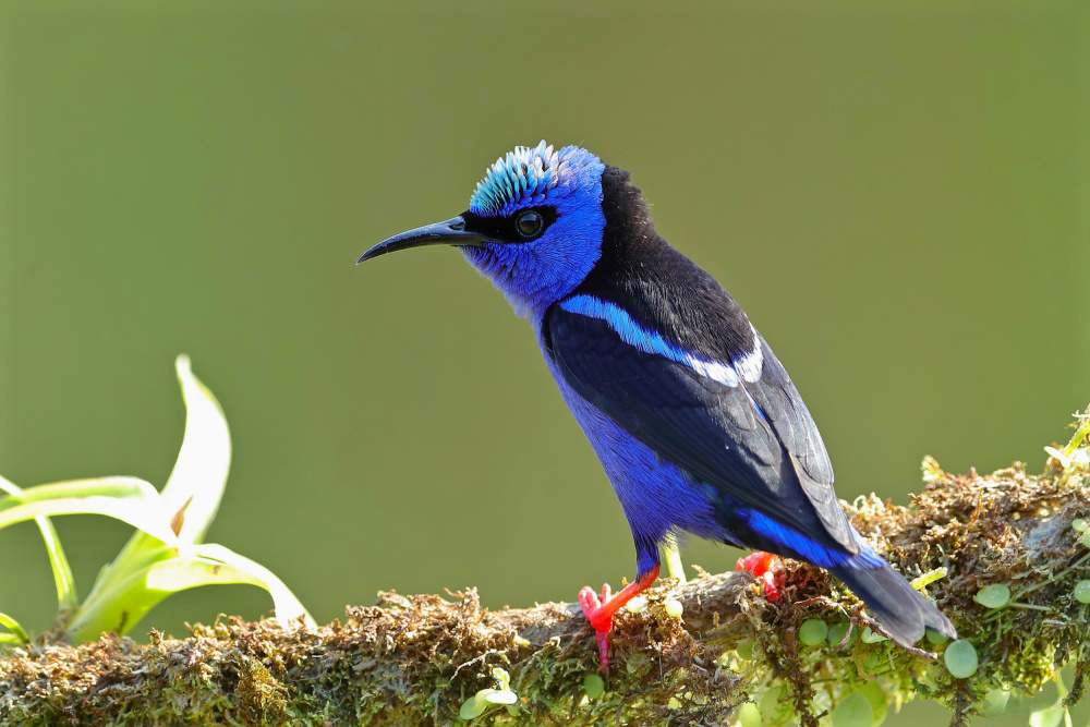 Red-legged Honeycreeper od Gavin Lam