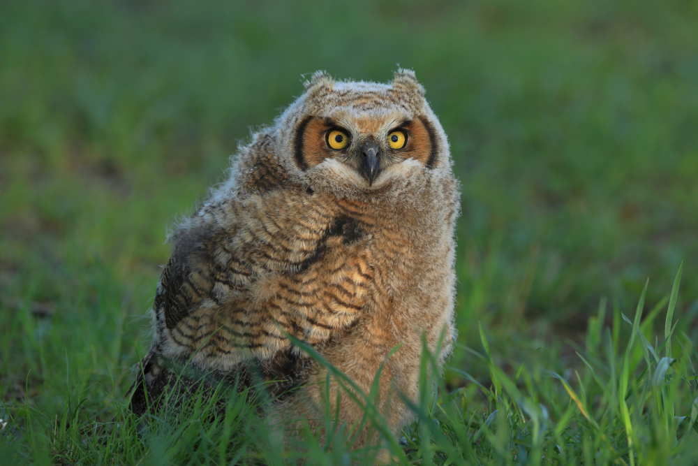 Great Horned Owl …Baby od Gavin Lam