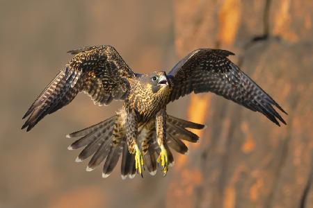 Peregrine Falcon