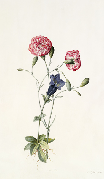 Carnation and Gentian od Georg Dionysius Ehret