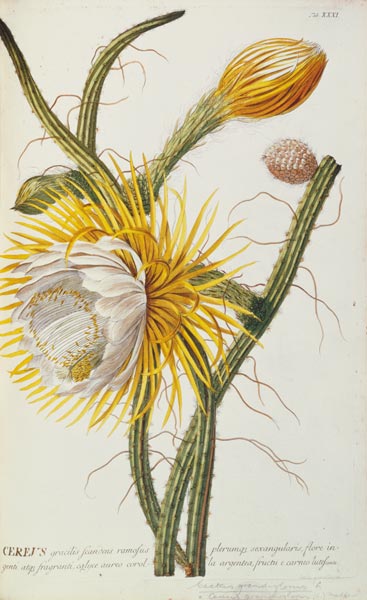 Cactus: Cereus from Trew's 'Plantae Selectae' 1750-73 od Georg Dionysius Ehret