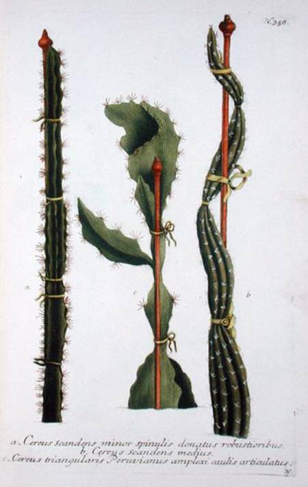 Cereus scandens minor, Cereus scandens medeus and triangularis Peruvianus, from 'Phytanthoza Iconogr od Georg Dionysius Ehret