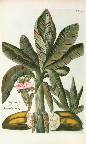Banana, from J. Weinmann's Phytanthoza Iconographia od Georg Dionysius Ehret