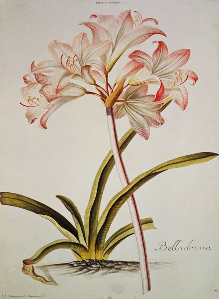 Lily: Lilium belladonna, (pl.12) from Trew's Hortus Nitidissumus 1 od Georg Dionysius Ehret