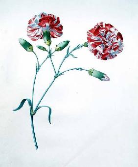 Carnation