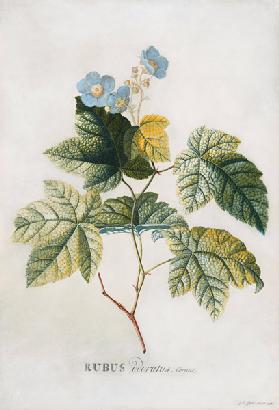 Rubus