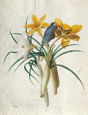 Study of Four Species of Crocus