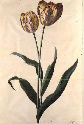 Tulip