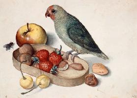 Still life with Dwarf Parrot