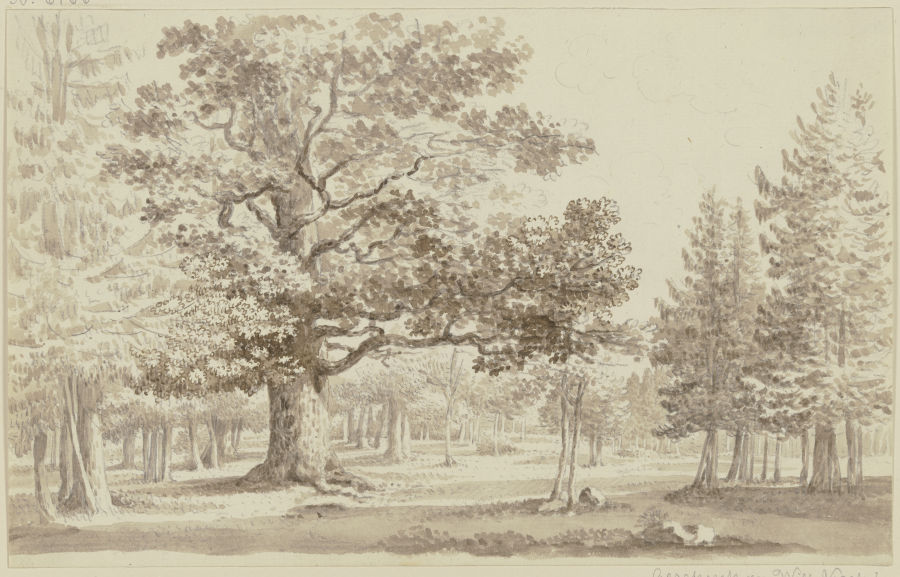 Waldlichtung, links vorne eine mächtige Eiche od Georg Melchior Kraus