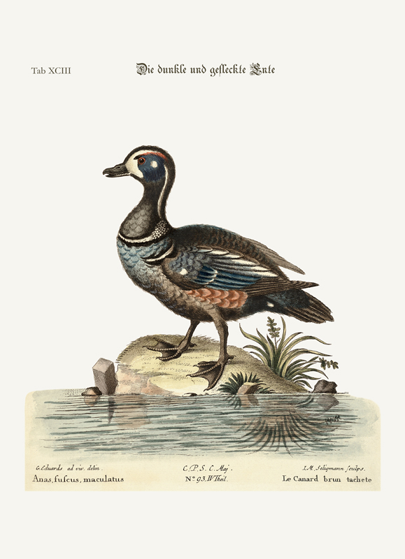The Dusky and Spotted Duck od George Edwards