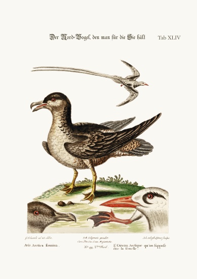 The Arctick Bird, supposed to be the Hen. The Tropick Bird od George Edwards