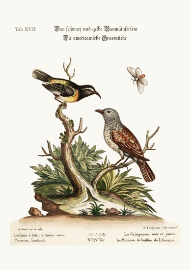 The Black and Yellow Creeper. The American Hedge-Sparrow od George Edwards