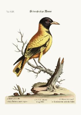 The black-headed Indian Icterus