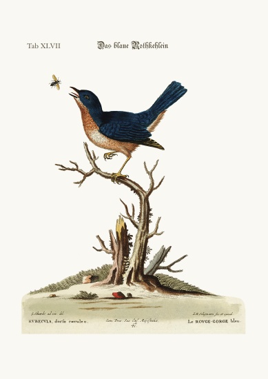 The blue Red-Breast od George Edwards