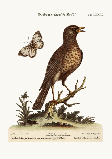 The Brown Indian Thrush od George Edwards