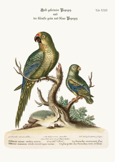 The Golden-crowned Parrakeet and the least Green and Blue Parrakeet od George Edwards