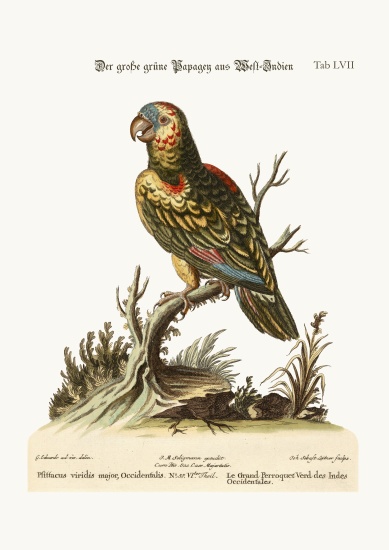 The Great Green Parrot, from the West-Indies od George Edwards