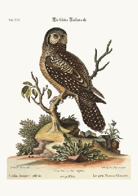 The little Hawk Owl