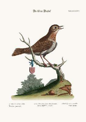 The Little Thrush