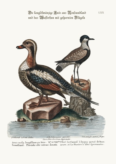 The Long-tailed Duck from Newfoundland, and the Spur-winged Plover od George Edwards