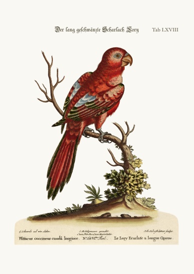The Long-tailed Scarlet Lory od George Edwards