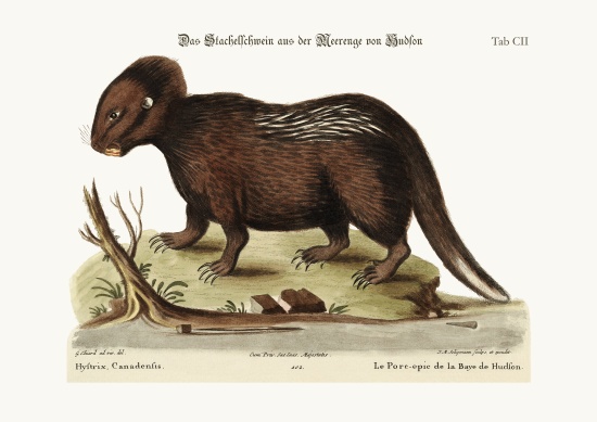 The Porcupine from Hudson's Bay od George Edwards