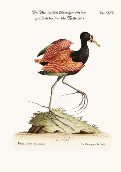 The Spur-winged Water-hen of Brasil od George Edwards