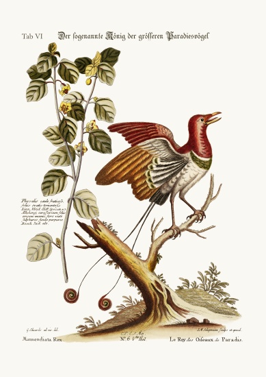 The supposed King of the greater Birds of Paradise od George Edwards