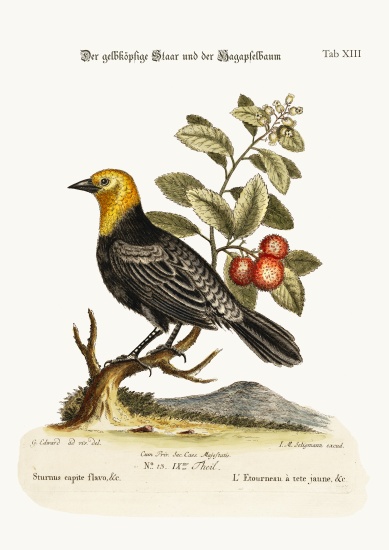 The Yellow-headed Starling. The Arbutus or Strawberry-Tree od George Edwards