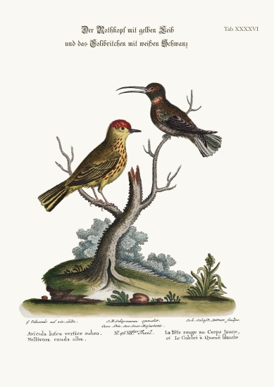 The Yellow Red-Pole, and the White-tailed Hummingbird od George Edwards