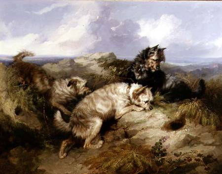 A Dandy Dinmont and Two Cairns Rabbiting od George Armfield