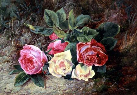 Roses od George Clare