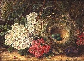 Still life with bird's nest