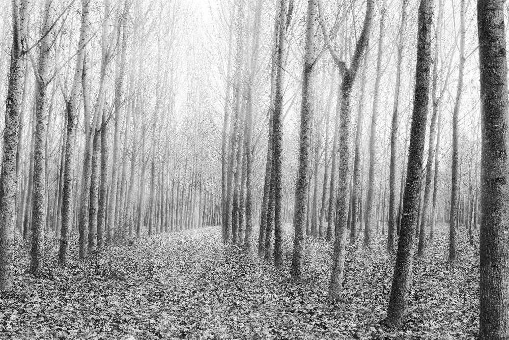 The Shape of Trees 03 od George Digalakis