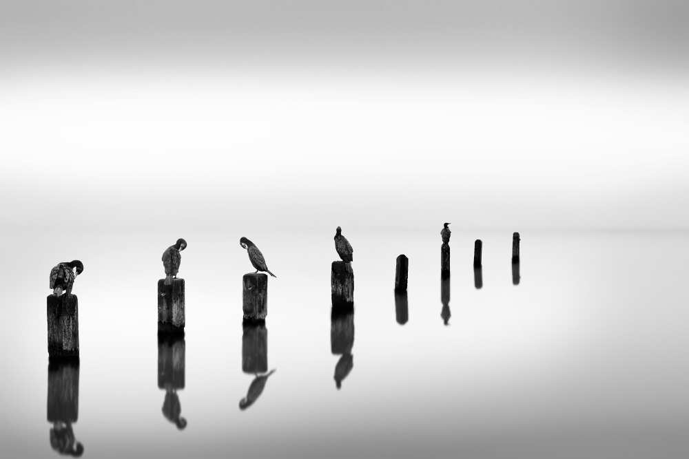 Posts with Birds od George Digalakis