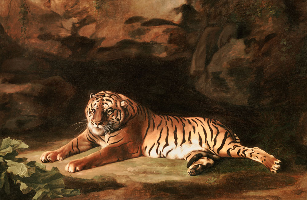 Portrait of the Royal Tiger, c.1770 - George Stubbs jako tisk anebo  olejomalba