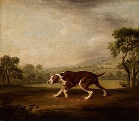 Pointer. od George Stubbs