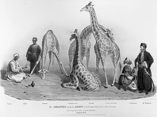 The Giraffes with the Arabs who brought them over to this country, Zoological Gardens, Regent''s Par od George the Elder Scharf
