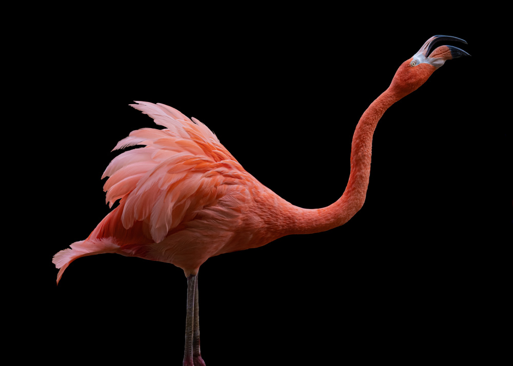Flamingo od Georgios Tsikiridis