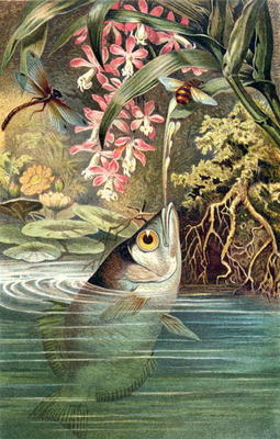 Archerfish, plate from Brehms Tierleben: Allgemeine Kunde des Tierreichs, vol.8, p.49, published by od German School, (19th century)